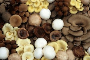 funghi della Valbrenta