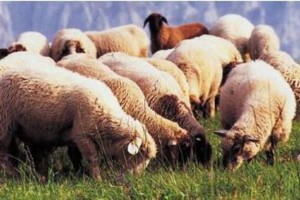 agnello