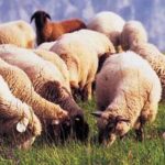Agnello d'Alpago